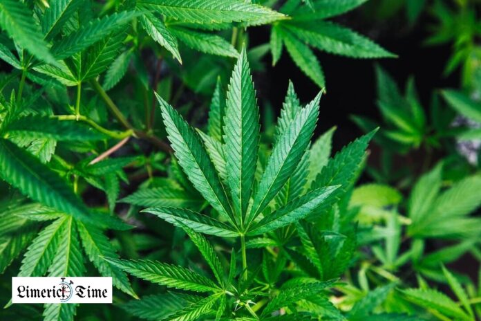 How Cheap Weed Can Fit Your Budget: Smart Tips for Consumers