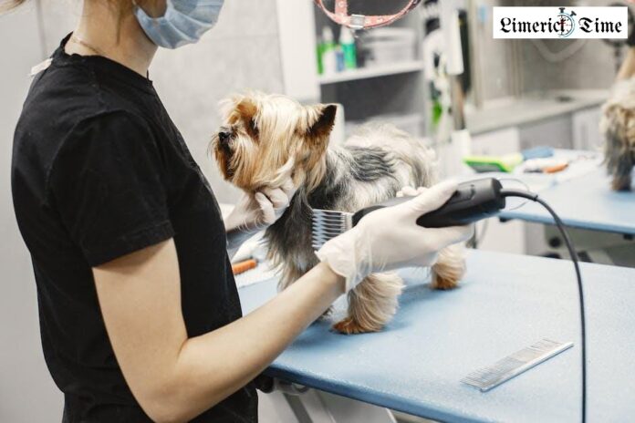 The Benefits of Regular Grooming at a Pet Salon: More Than Just a Haircut